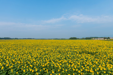 Fototapeta premium ひまわり畑2