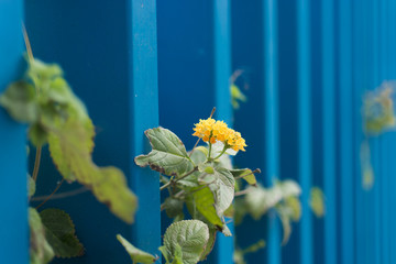 Blossom spring flowers