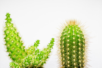 A cactus plan white isolated macro photography.  A cactus is a member of the plant family Cactaceae.