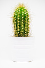 A cactus plan white isolated macro photography.  A cactus is a member of the plant family Cactaceae.