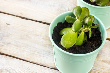 Mint color's pots with succulents