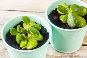 Mint color's pots with succulents
