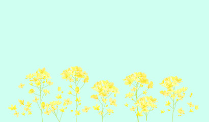 Canola flowers illustration - Rape blossom illustration - Spring background　菜の花の背景イラスト素材