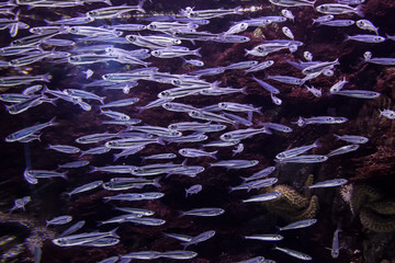 Tropical fish sea