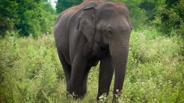 a young elephant eats green grass which she saw in the forest, the animal waves with a trunk and ears