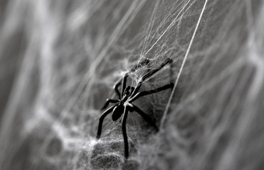 halloween, decoration and horror concept - black toy spider on artificial cobweb