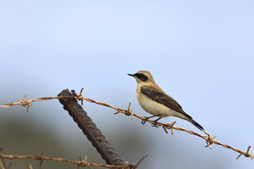 Black-eared wheatear (Oenanthe hispanica), Greece