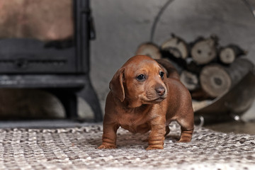 Puppy brown dachshund on a light carpet on the background of a fireplace and firewood