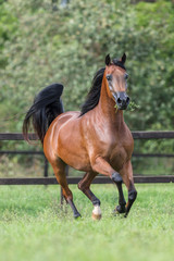 Cavalo árabe livre