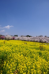 菜の花畑と桜。赤城南面千本桜。さくら祭り。前橋　群馬　日本。４月初旬。