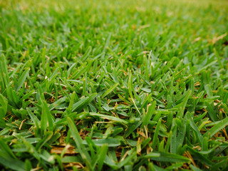 Sir Walter Buffalo Lush Green Lawn Grass texture 