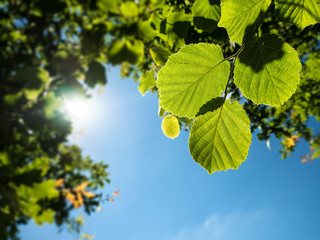 lichtdurchflutete Buchen-Bl&auml;tter