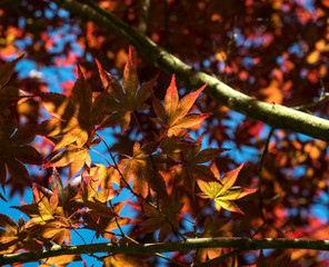 lichtdurchflutete F&auml;cherahorn-Bl&auml;tter