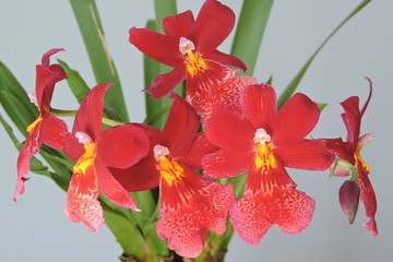 Fototapeta premium Red orchids, white background