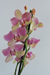 Pink and yellow orchids, white background - obrazy, fototapety, plakaty