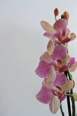 Pink and yellow orchids, white background