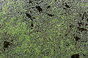 close up texture of green duckweed background.