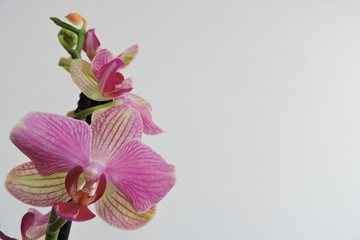 Pink and yellow orchids, white background - obrazy, fototapety, plakaty