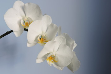 White orchids, blue background - obrazy, fototapety, plakaty