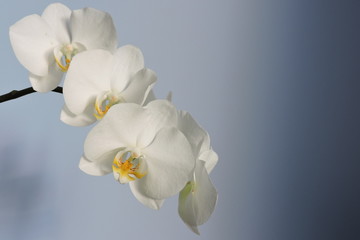 White orchids, blue background - obrazy, fototapety, plakaty
