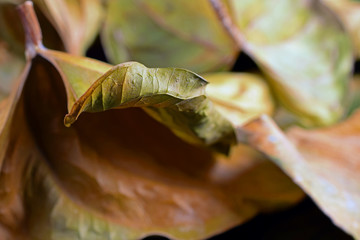 Autumn leaves close up. Selective focus.