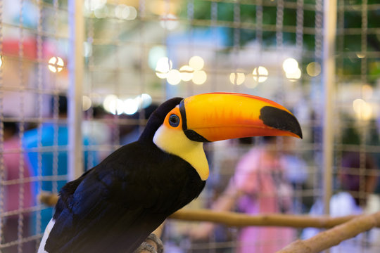 A Toucan In Steel Cage.