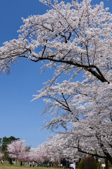 赤城南面千本桜。さくら祭り。前橋　群馬　日本。４月初旬。