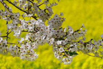 赤城南面千本桜のさくら。前橋　群馬　日本。４月初旬。