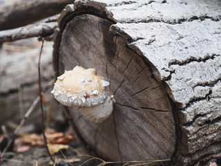 tree fungus on a tree © Samcrew777