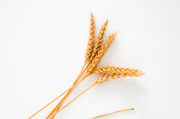 Wheat ears isolated on white background