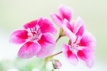 Summer Pink flower, macro