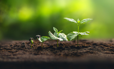Plant Coffee seedlings in nature