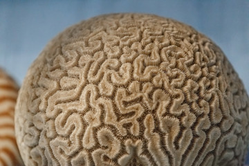 Human brain. Convolutions