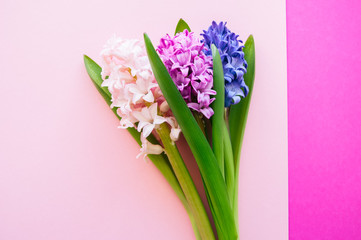 Group of hacinth flowers on a colored background. Top view. Copy space.