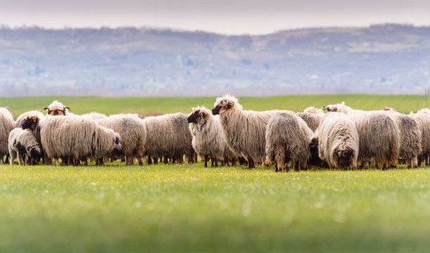 Herd of sheep on pasture - meadow in spring