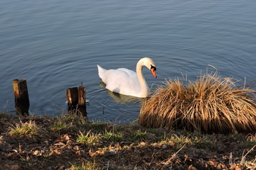A white mute swan floating on water next to dry grass and shore - obrazy, fototapety, plakaty