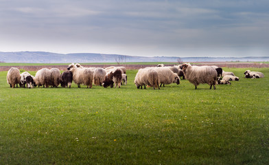 Fototapeta premium Herd of sheep on pasture - meadow in spring