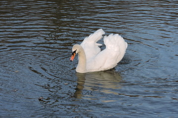 A white mute swan with spread wings floating on water - obrazy, fototapety, plakaty