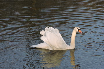 A white mute swan with spread wings floating on water - obrazy, fototapety, plakaty