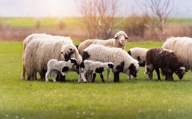 Fototapeta premium Herd of sheep on pasture - meadow in spring