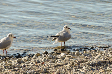 Seagulls clean up on a lake at a stone beach 8