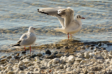 Seagulls clean up on a lake at a stone beach 13