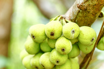 Green figs ripening on the tree in sunshine. Figs of Asia