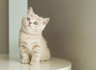 British kitten fluffy cream color