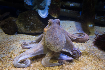 live octopus in clear water