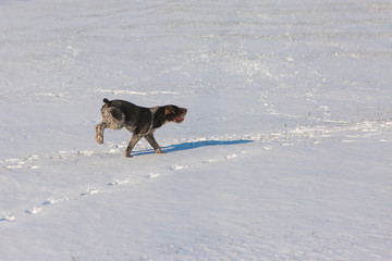 Naklejka premium German hunting watchdog drahthaar, Beautiful dog portrait in winter