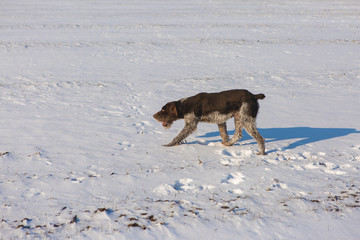 German hunting watchdog drahthaar, Beautiful dog portrait in winter