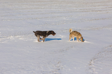 Naklejka premium German hunting watchdog drahthaar, Beautiful dog portrait in winter