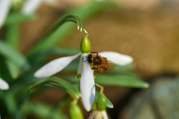 macro bees on spring snowdrop