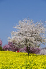 Fototapeta premium 赤城南面千本桜。さくら祭り。桜と菜の花。前橋 群馬 日本。４月初旬。